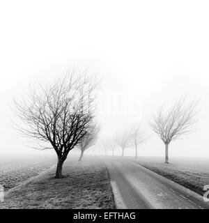 Schwarz / weiß Bild von Kirschbäumen im Nebel auf der East Yorkshire Wolds im Winter. Stockfoto