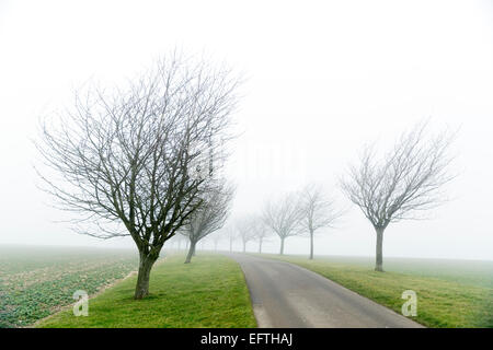 Kirschbäume im Huggate auf die Yorkshire Wolds mitten im Winter. Stockfoto