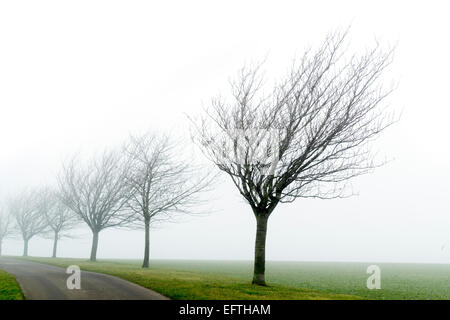 Kirschbäume im Huggate auf die Yorkshire Wolds mitten im Winter. Stockfoto