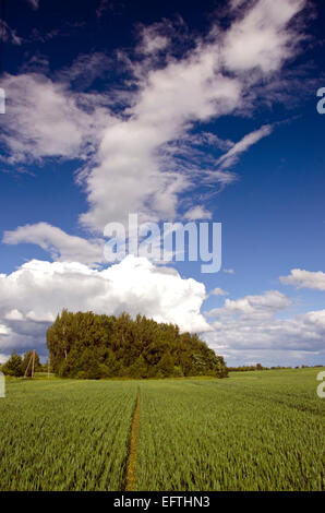 Grünes Weizenfeld und blauer Himmel Frühling Landschaft mit Wolken Stockfoto