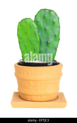 Kaktus (Opuntia) auf isolierte Hintergrund (Cereus Hexagonus Mühle) Stockfoto