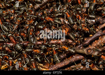 Hunderte von europäischen roten Waldameisen (Formica Polyctena) kriecht auf einem Ameisenhaufen in der ersten Sonne des frühen Frühling. Stockfoto