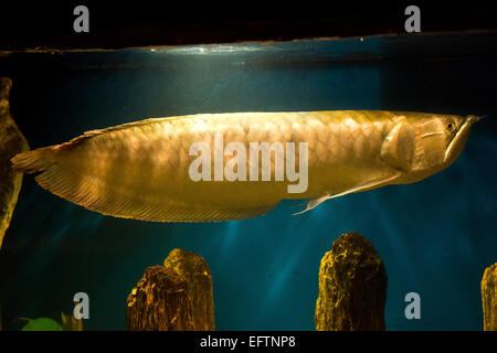 Osteoglossum Bicirrhosum - silberne arowana Stockfoto