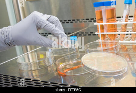 Forschungsabteilung des Cancer Biology, UCL Krebsinstitut Paul O'Go Stockfoto