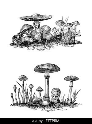 Viktorianische Gravur von Agaricus Champignons. Digital restaurierten Bild aus einem Mitte des 19. Jahrhundert Enzyklopädie. Stockfoto