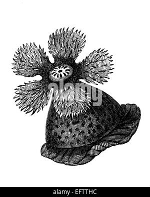 Viktorianische Gravur einer Anemone.  Digital restaurierten Bild aus einem Mitte des 19. Jahrhundert Enzyklopädie. Stockfoto