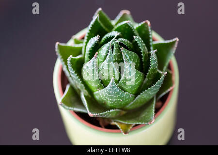 Kaktus Pflanze in einer vase Stockfoto