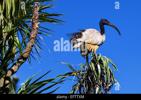 Afrikanische Sacred Ibis (Threskiornis Aethiopicus) Stockfoto