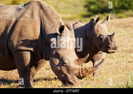 Das Breitmaulnashorn (Ceratotherium Simum) Stockfoto