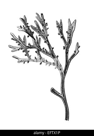 Viktorianische Gravur ein Algen. Digital restaurierten Bild aus einem Mitte des 19. Jahrhundert Enzyklopädie. Stockfoto