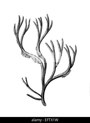 Viktorianische Gravur ein Algen. Digital restaurierten Bild aus einem Mitte des 19. Jahrhundert Enzyklopädie. Stockfoto