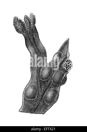 Viktorianische Gravur ein Algen. Digital restaurierten Bild aus einem Mitte des 19. Jahrhundert Enzyklopädie. Stockfoto
