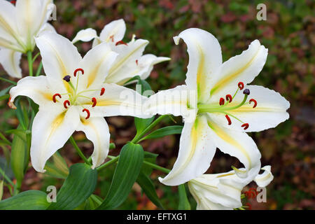 weiße Lilien im Garten Stockfoto