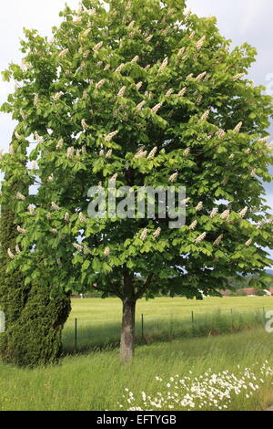 Kastanie mit hellgrünen Blättern, Blüte Kerzen im Garten. Foto: Willy Matheisl Stockfoto