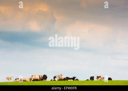 Herde von Kühen und Kälbern auf Hügel mit Gewitterwolken am Himmel, Oxfordshire, Großbritannien Stockfoto