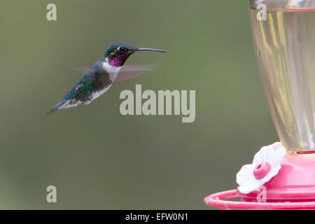 White-bellied Woodstar männlich schwebt vor einem Zucker-Feeder, Bogota, Kolumbien. Stockfoto