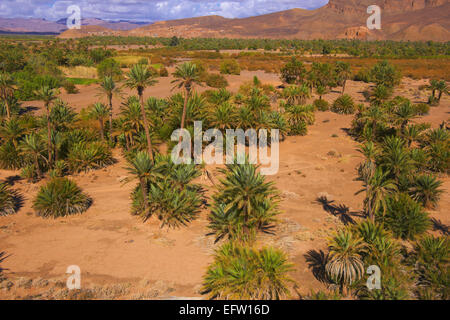 Djebel Kissane, Agdz, Palmenhain, Oasis, Draa-Tal, Souss-Massa-Dra‰ Region, Tal des Flusses Draa Anti-Atlas, Marokko, Stockfoto