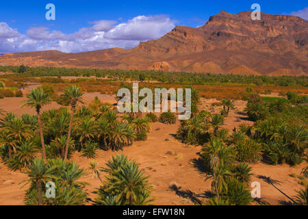 Djebel Kissane, Agdz, Palmenhain, Oasis, Draa-Tal, Souss-Massa-Dra‰ Region, Tal des Flusses Draa Anti-Atlas, Marokko, Stockfoto