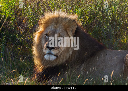 Männliche Löwe (Panthera leo) Ausruhen im Schatten Stockfoto