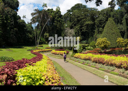 Königliche Botanische Gärten, Peradeniya, Kandy, Central Province, Sri Lanka. Stockfoto