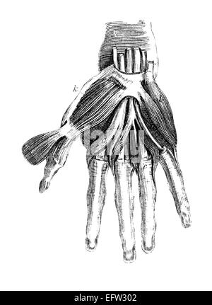Viktorianische Gravur der Muskeln der menschlichen Hand. Digital restaurierten Bild aus einem Mitte des 19. Jahrhundert Enzyklopädie. Stockfoto