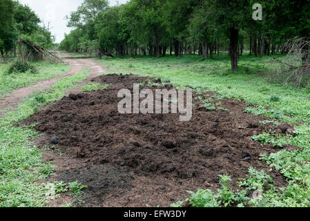 Dung Stapel verwendet durch Breitmaulnashorn (Ceratotherium Simum), Hlane Royal National Park, Swasiland Stockfoto