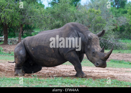 Breitmaulnashorn (Ceratotherium Simum) aufstehen, Hlane Royal National Park, Swasiland Stockfoto