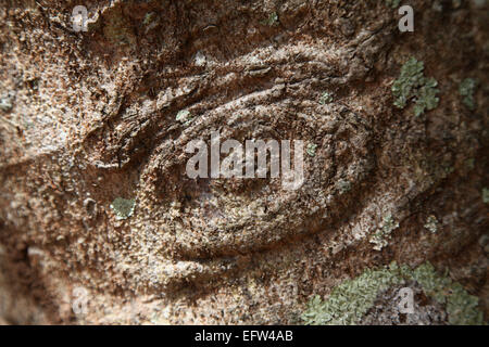 Eine Nahaufnahme von einem ungewöhnlichen Rinde an einem karibischen Baum Stockfoto