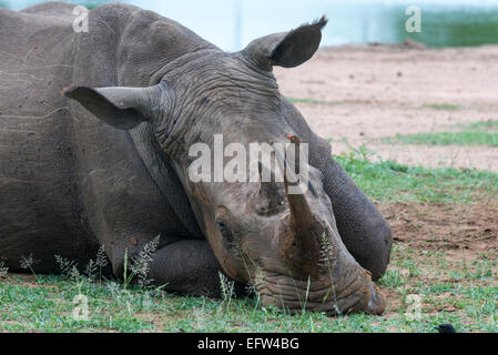 Breitmaulnashorn (Ceratotherium Simum) dösen ein rot-billed Oxpecker (Buphagus Erythrorhynchus) sitzen auf Itsforehead, Hlane Ro Stockfoto