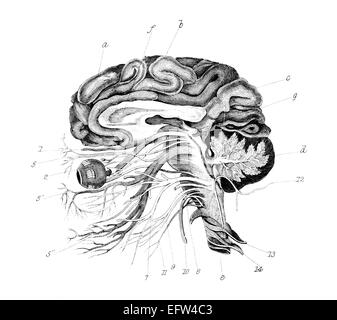 fotografiert von einem Buch mit dem Titel "Nationale Enzyklopädie", veröffentlicht in London im Jahre 1881. Copyright abgelaufen ist auf dieses Kunstwerk. Stockfoto