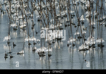 Das Wasser, das auf den Schilfschäften am Tegernseeufer läuft, bildet unglaubliche Eismuster, die in der Sonne glitzern Stockfoto