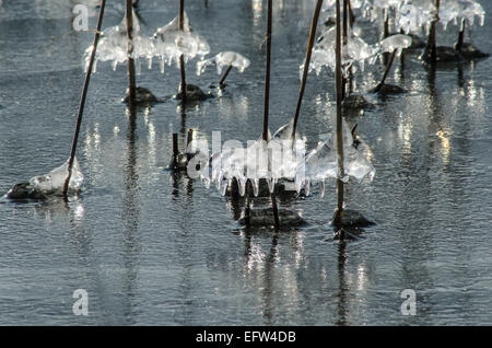 Das Wasser, das auf den Schilfschäften am Tegernseeufer läuft, bildet unglaubliche Eismuster, die in der Sonne glitzern Stockfoto