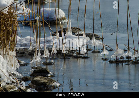 Das Wasser, das auf den Schilfschäften am Tegernseeufer läuft, bildet unglaubliche Eismuster, die in der Sonne glitzern Stockfoto