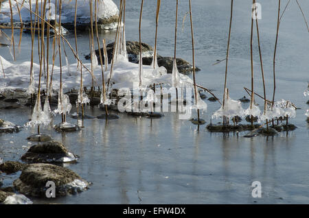 Das Wasser, das auf den Schilfschäften am Tegernseeufer läuft, bildet unglaubliche Eismuster, die in der Sonne glitzern Stockfoto