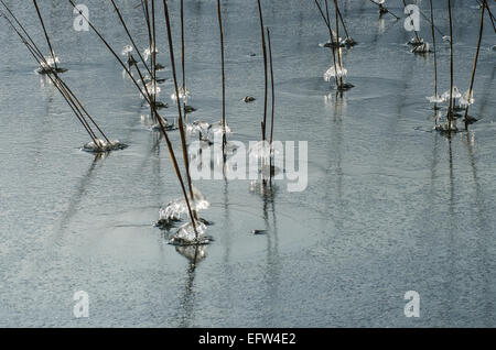 Das Wasser, das auf den Schilfschäften am Tegernseeufer läuft, bildet unglaubliche Eismuster, die in der Sonne glitzern Stockfoto