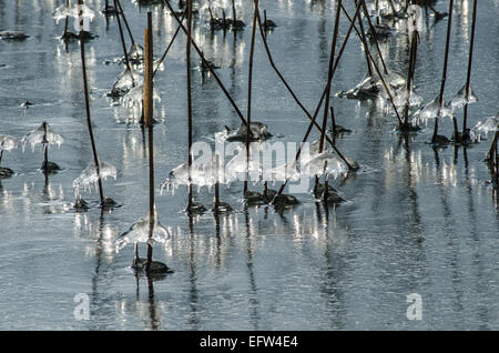 Das Wasser, das auf den Schilfschäften am Tegernseeufer läuft, bildet unglaubliche Eismuster, die in der Sonne glitzern Stockfoto