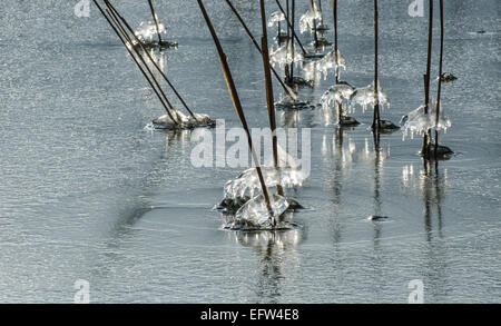 Das Wasser, das auf den Schilfschäften am Tegernseeufer läuft, bildet unglaubliche Eismuster, die in der Sonne glitzern Stockfoto