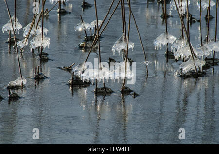 Das Wasser, das auf den Schilfschäften am Tegernseeufer läuft, bildet unglaubliche Eismuster, die in der Sonne glitzern Stockfoto