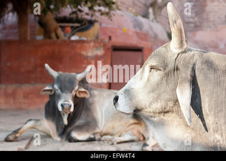 Jodhpur, Rajasthan, Indien, Südasien. Heilige Kühe ruhen auf der Straße Stockfoto