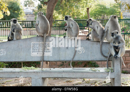 Mandore, Rajasthan, Indien. Semnopithecus Entellus (Hanuman Languren) Affen im Mandore Garden Stockfoto