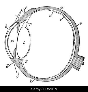 Viktorianische Gravur eines menschlichen Auges. Digital restaurierten Bild aus einem Mitte des 19. Jahrhundert Enzyklopädie. Stockfoto