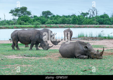 Vier Breitmaulnashorn (Ceratotherium Simum) eine liegend auf dem Boden dösen im Hlane Royal National Park, Swasiland Stockfoto