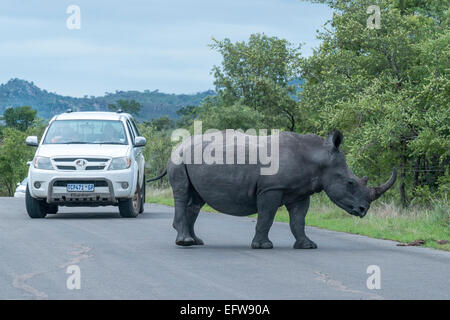 Breitmaulnashorn (Ceratotherium Simum) zu Fuß vor einem Auto auf eine asphaltierte Straße, Krüger Nationalpark, Südafrika Stockfoto