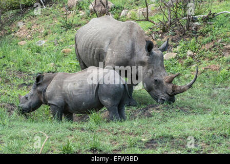 Weibliche Breitmaulnashorn (Ceratotherium Simum) mit Kalb, Krüger Nationalpark, Südafrika Stockfoto