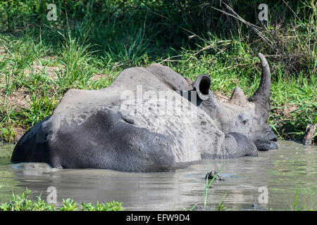 Breitmaulnashorn (Ceratotherium Simum) liegen in einem schlammigen Pool, Krüger Nationalpark, Südafrika Stockfoto