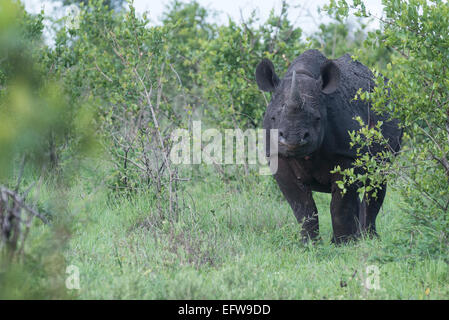 Spitzmaulnashorn (Diceros Bicornis) stehen in dichten Büschen, Blick in die Kamera, Krüger Nationalpark, Südafrika Stockfoto