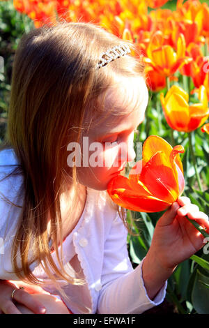 kleines Mädchen riecht orange Tulpen auf dem Blumenbeet Stockfoto