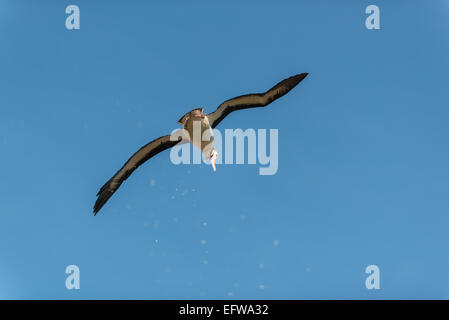 Schwarze Augenbrauen Albatros im Flug, New Island, Falkland Stockfoto