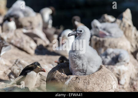 Schwarze Augenbrauen Albatros Küken im Nest, New Island, Falkland Stockfoto