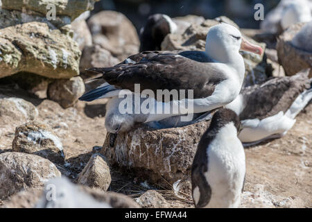 Schwarze Augenbrauen Albatros sitzen auf Küken im Nest, New Island, Falkland Stockfoto